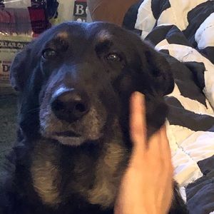 Meet your Posher, Albert